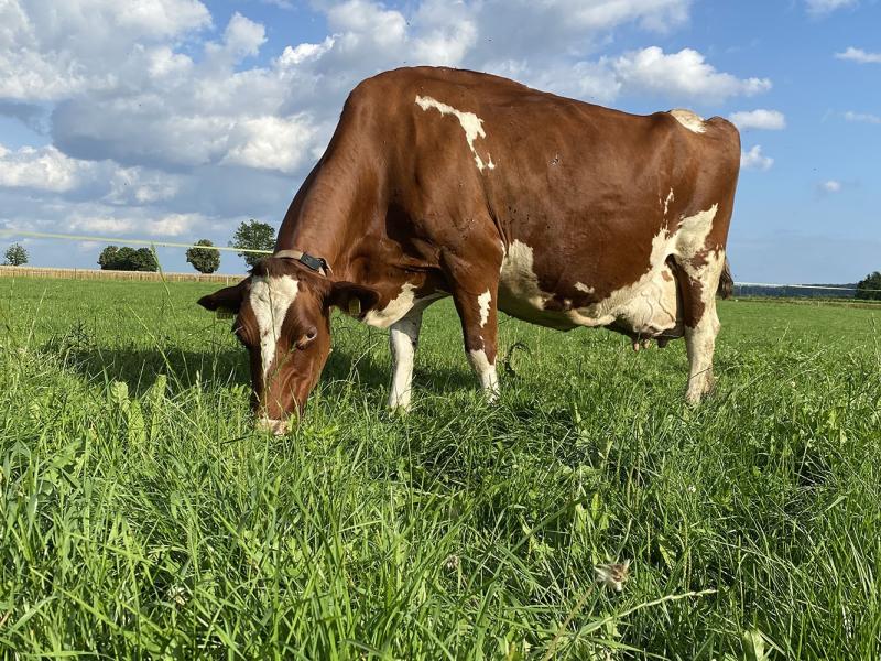 marglerhof-bildergalerie-watt-bauernhof-tiere-feld-familie-9